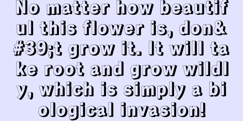 No matter how beautiful this flower is, don't grow it. It will take root and grow wildly, which is simply a biological invasion!