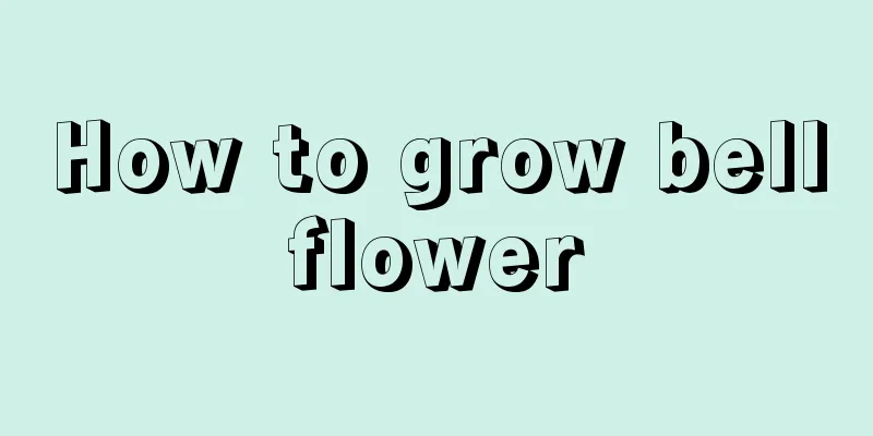 How to grow bellflower