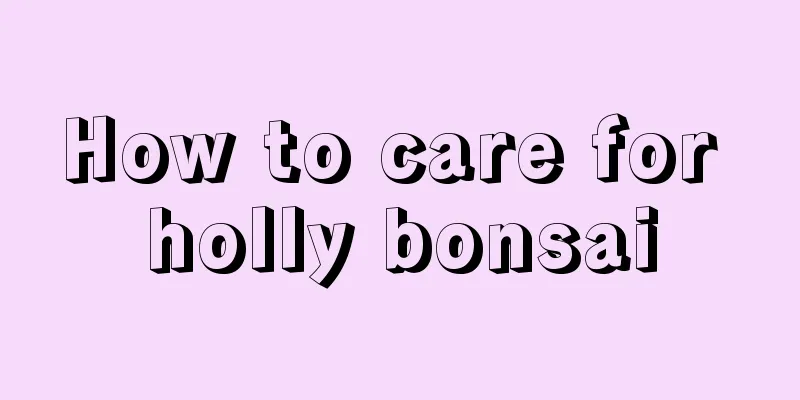 How to care for holly bonsai