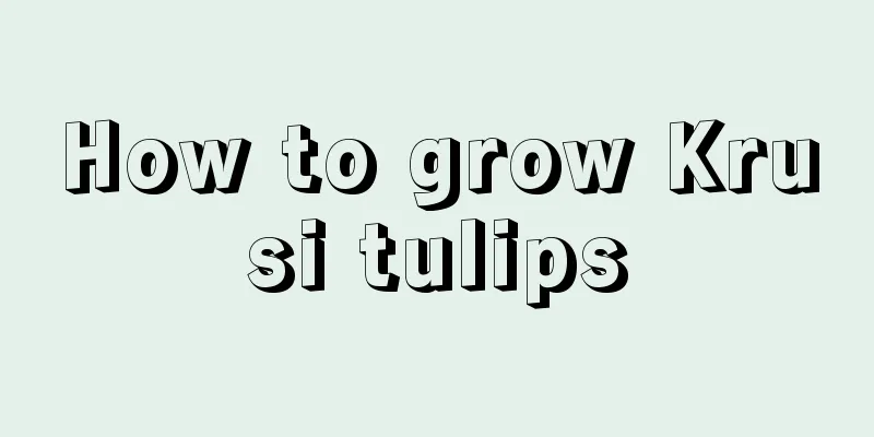 How to grow Krusi tulips