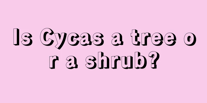 Is Cycas a tree or a shrub?