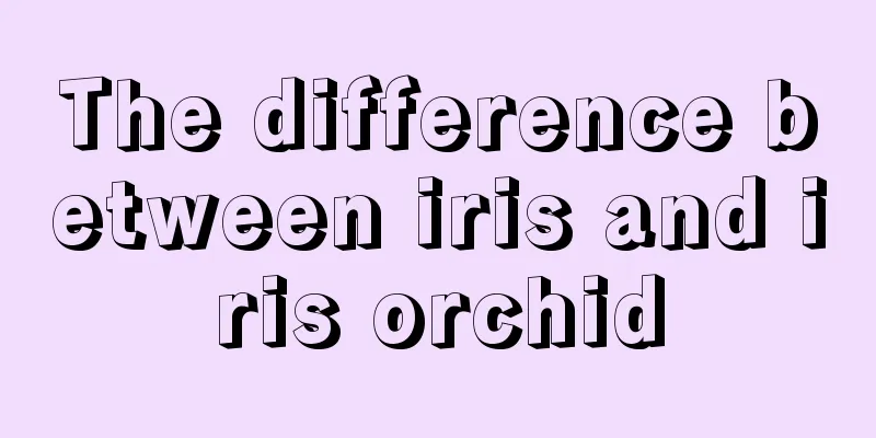 The difference between iris and iris orchid