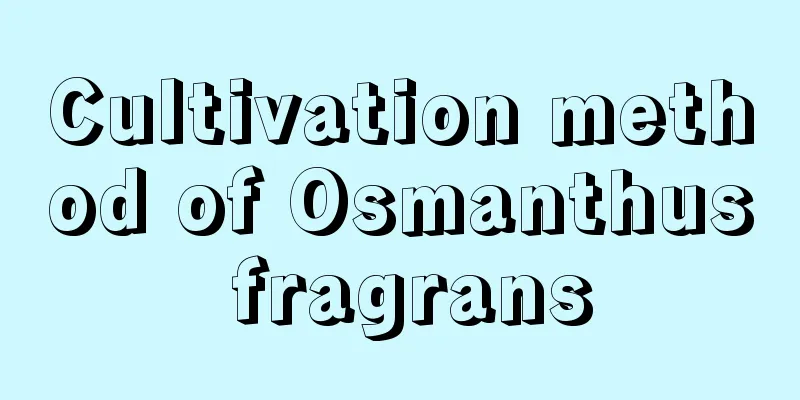 Cultivation method of Osmanthus fragrans