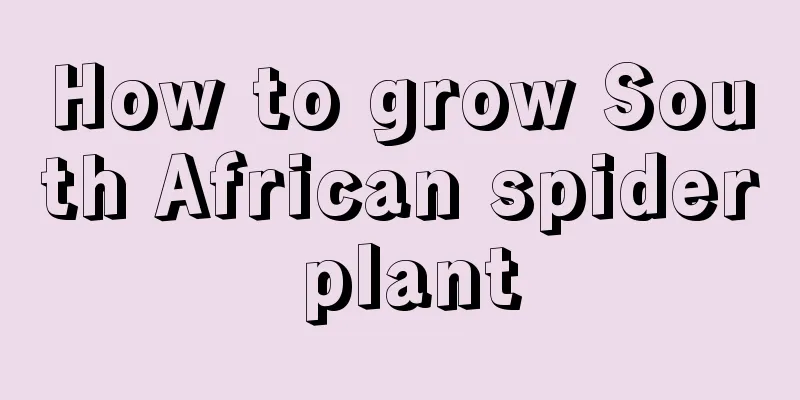 How to grow South African spider plant