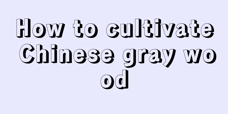 How to cultivate Chinese gray wood