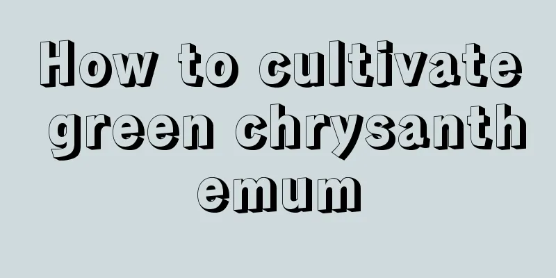 How to cultivate green chrysanthemum