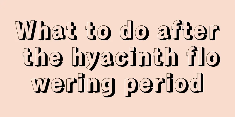 What to do after the hyacinth flowering period