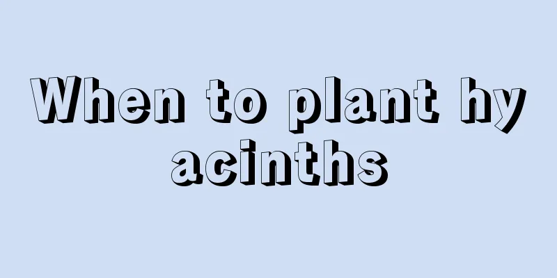 When to plant hyacinths