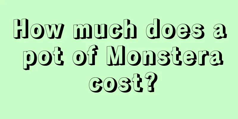 How much does a pot of Monstera cost?