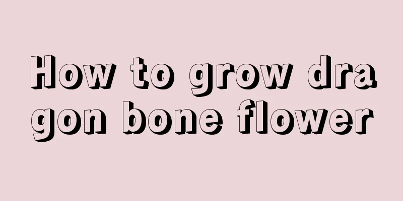 How to grow dragon bone flower