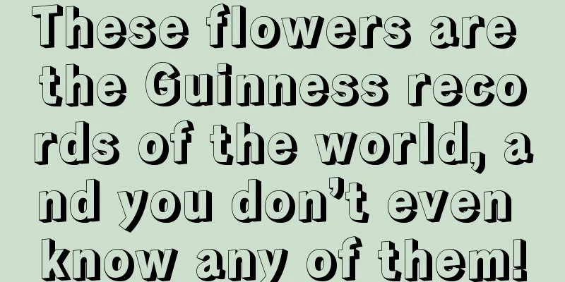 These flowers are the Guinness records of the world, and you don’t even know any of them!