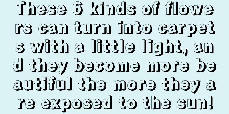 These 6 kinds of flowers can turn into carpets with a little light, and they become more beautiful the more they are exposed to the sun!