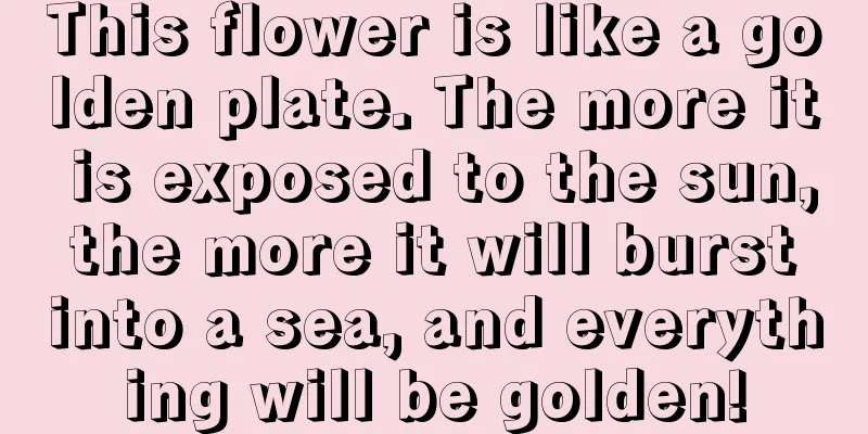 This flower is like a golden plate. The more it is exposed to the sun, the more it will burst into a sea, and everything will be golden!