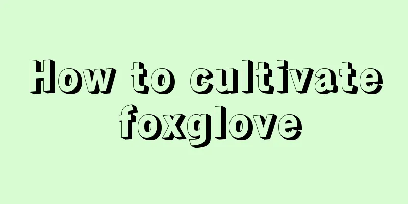 How to cultivate foxglove