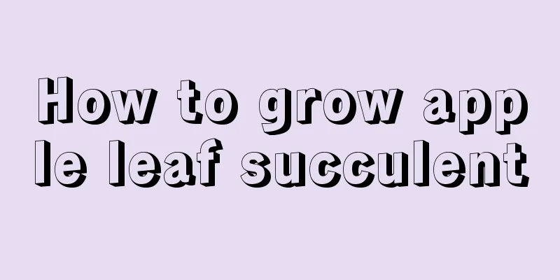 How to grow apple leaf succulent