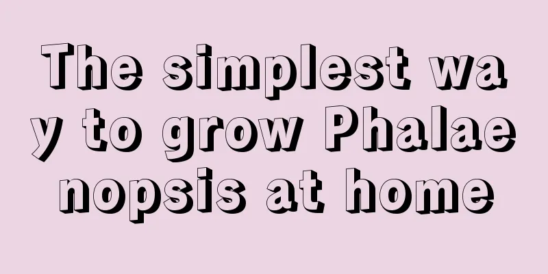 The simplest way to grow Phalaenopsis at home