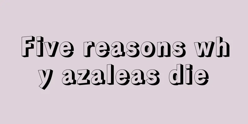 Five reasons why azaleas die