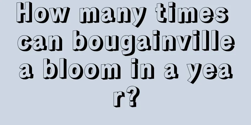 How many times can bougainvillea bloom in a year?