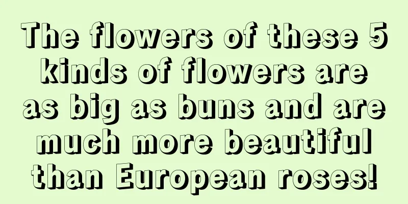 The flowers of these 5 kinds of flowers are as big as buns and are much more beautiful than European roses!