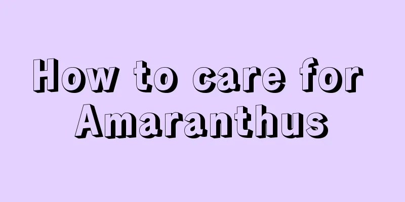 How to care for Amaranthus