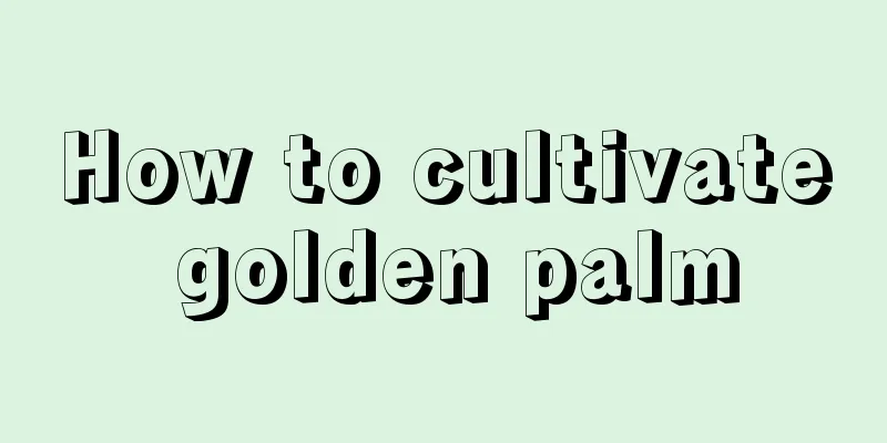 How to cultivate golden palm