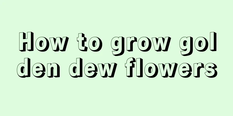 How to grow golden dew flowers