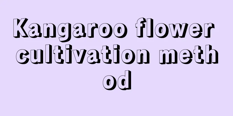 Kangaroo flower cultivation method