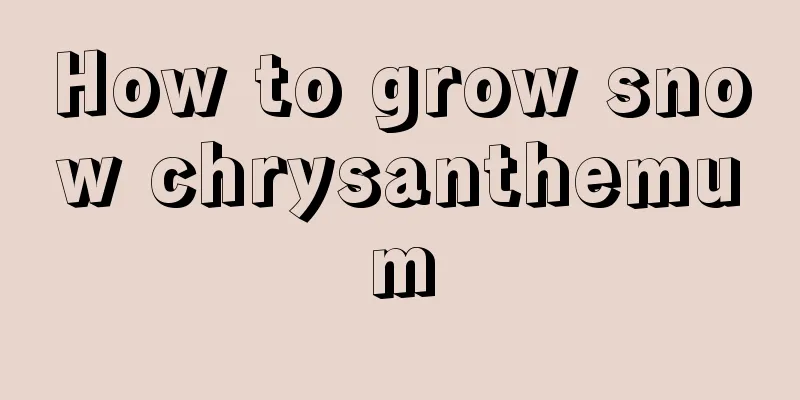 How to grow snow chrysanthemum