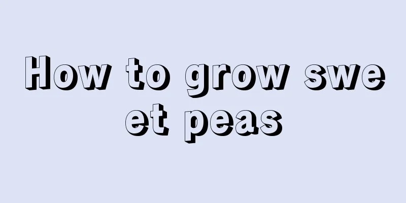 How to grow sweet peas