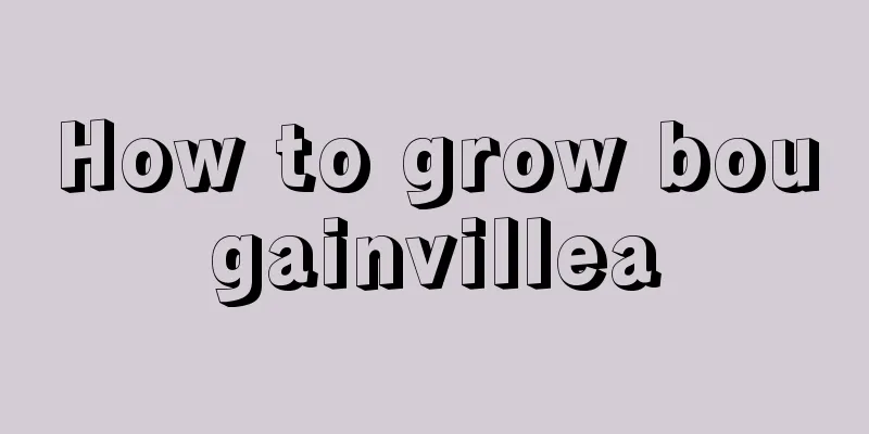 How to grow bougainvillea