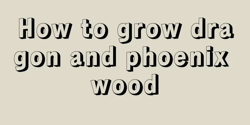 How to grow dragon and phoenix wood