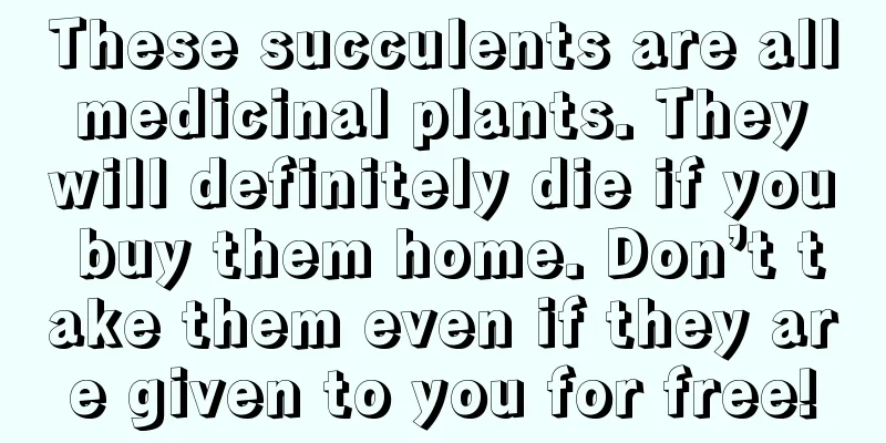 These succulents are all medicinal plants. They will definitely die if you buy them home. Don’t take them even if they are given to you for free!