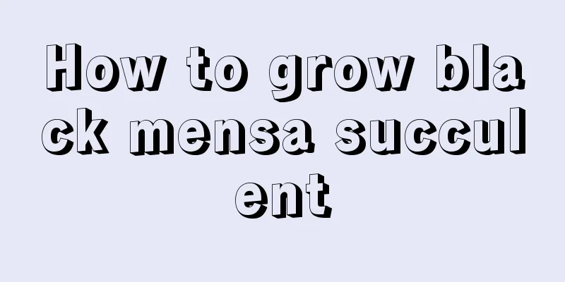 How to grow black mensa succulent