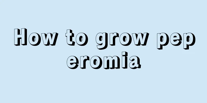 How to grow peperomia