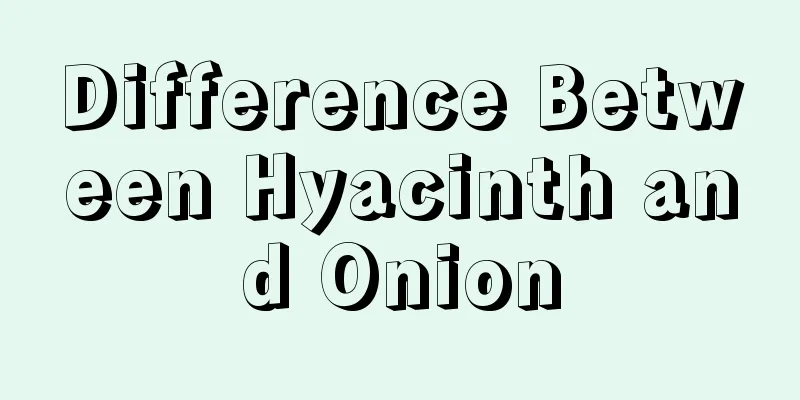 Difference Between Hyacinth and Onion