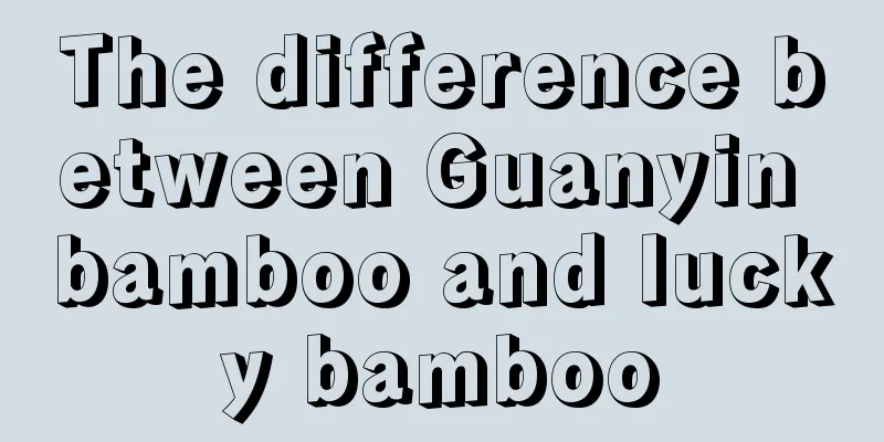 The difference between Guanyin bamboo and lucky bamboo