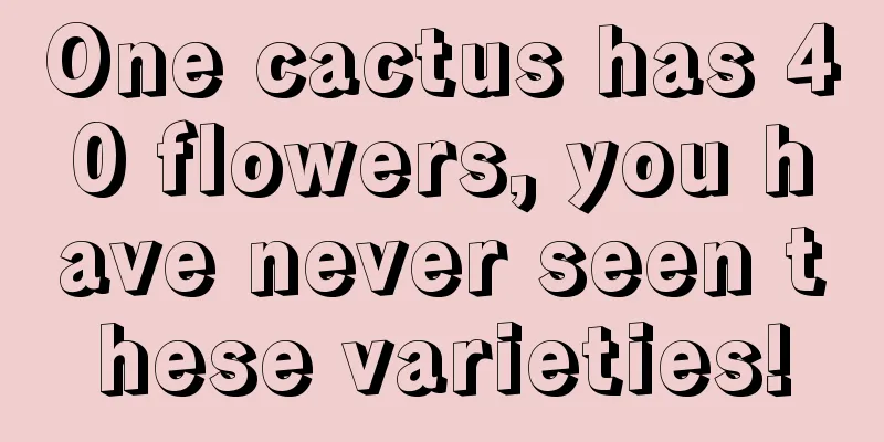 One cactus has 40 flowers, you have never seen these varieties!