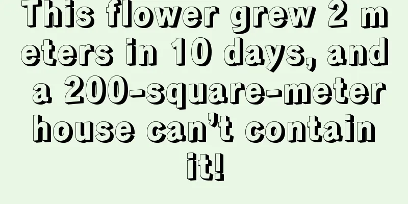 This flower grew 2 meters in 10 days, and a 200-square-meter house can’t contain it!