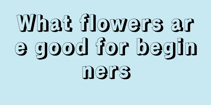 What flowers are good for beginners