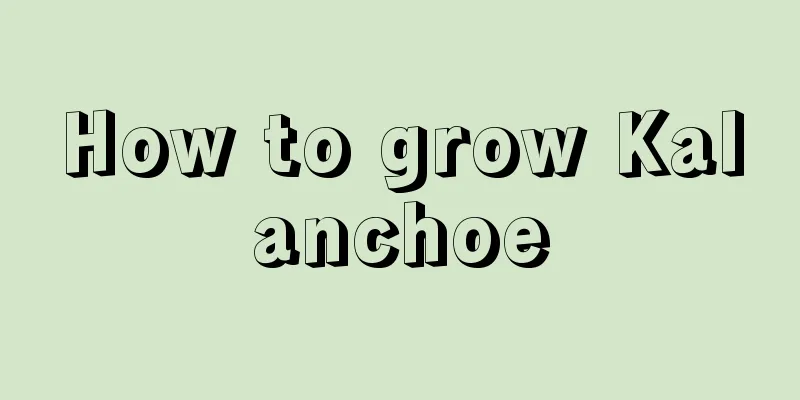 How to grow Kalanchoe