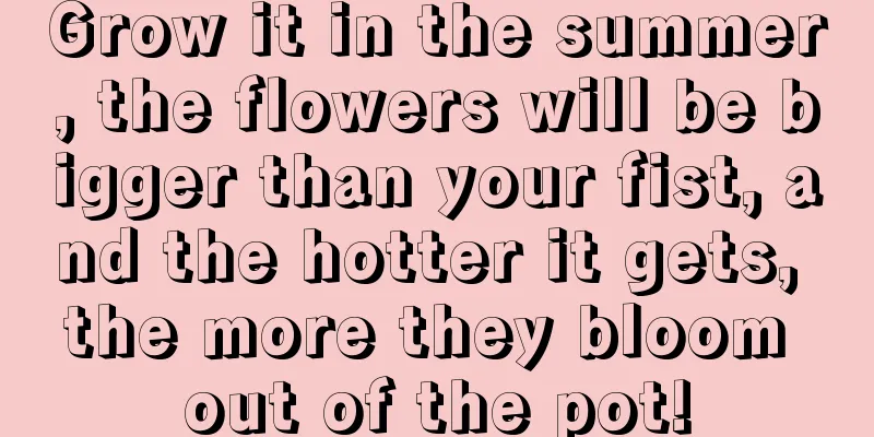 Grow it in the summer, the flowers will be bigger than your fist, and the hotter it gets, the more they bloom out of the pot!