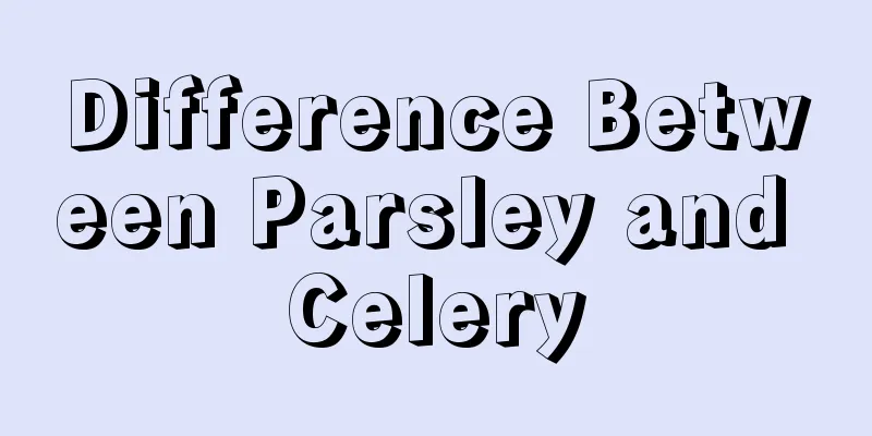 Difference Between Parsley and Celery