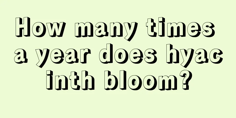 How many times a year does hyacinth bloom?