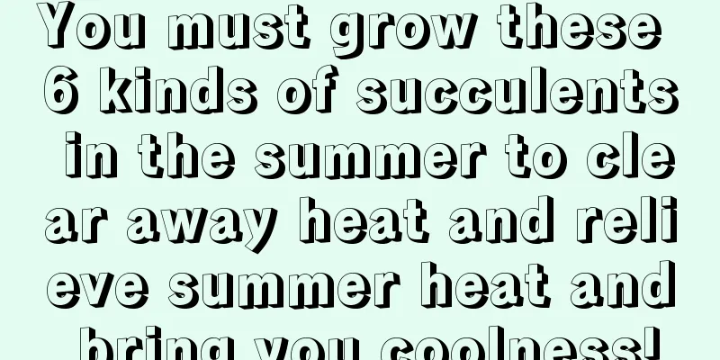 You must grow these 6 kinds of succulents in the summer to clear away heat and relieve summer heat and bring you coolness!