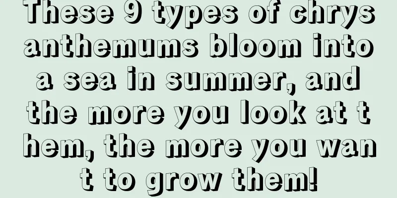 These 9 types of chrysanthemums bloom into a sea in summer, and the more you look at them, the more you want to grow them!