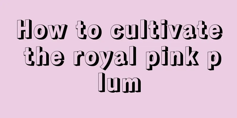 How to cultivate the royal pink plum