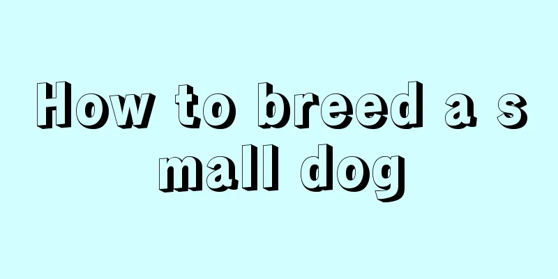 How to breed a small dog