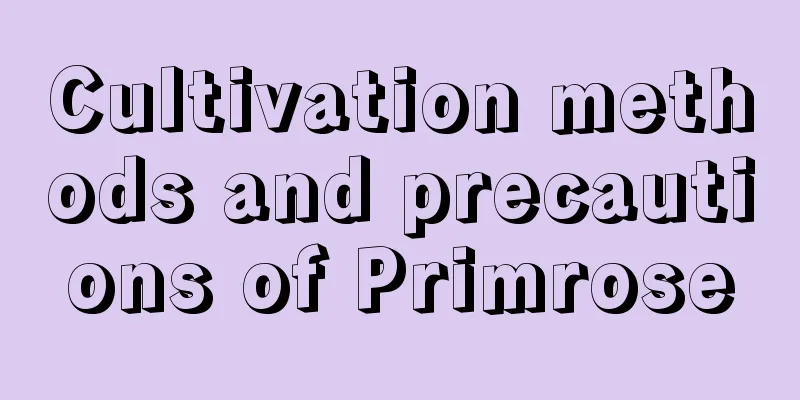 Cultivation methods and precautions of Primrose