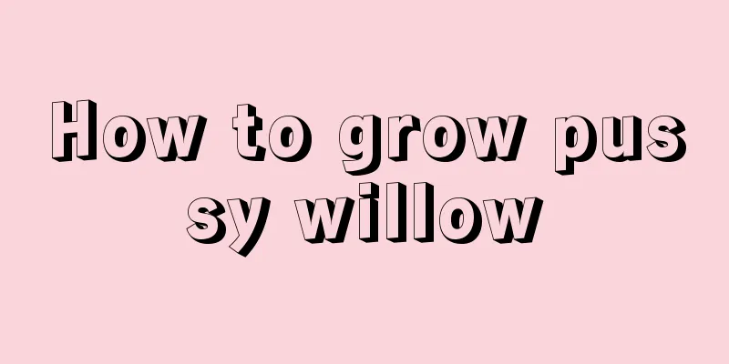 How to grow pussy willow