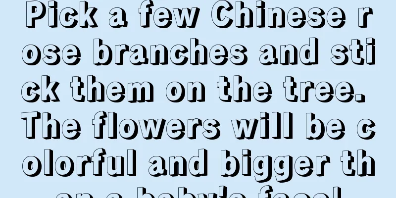 Pick a few Chinese rose branches and stick them on the tree. The flowers will be colorful and bigger than a baby's face!